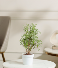 Aralia Variegated Plant