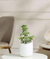 Jade Mini Plant