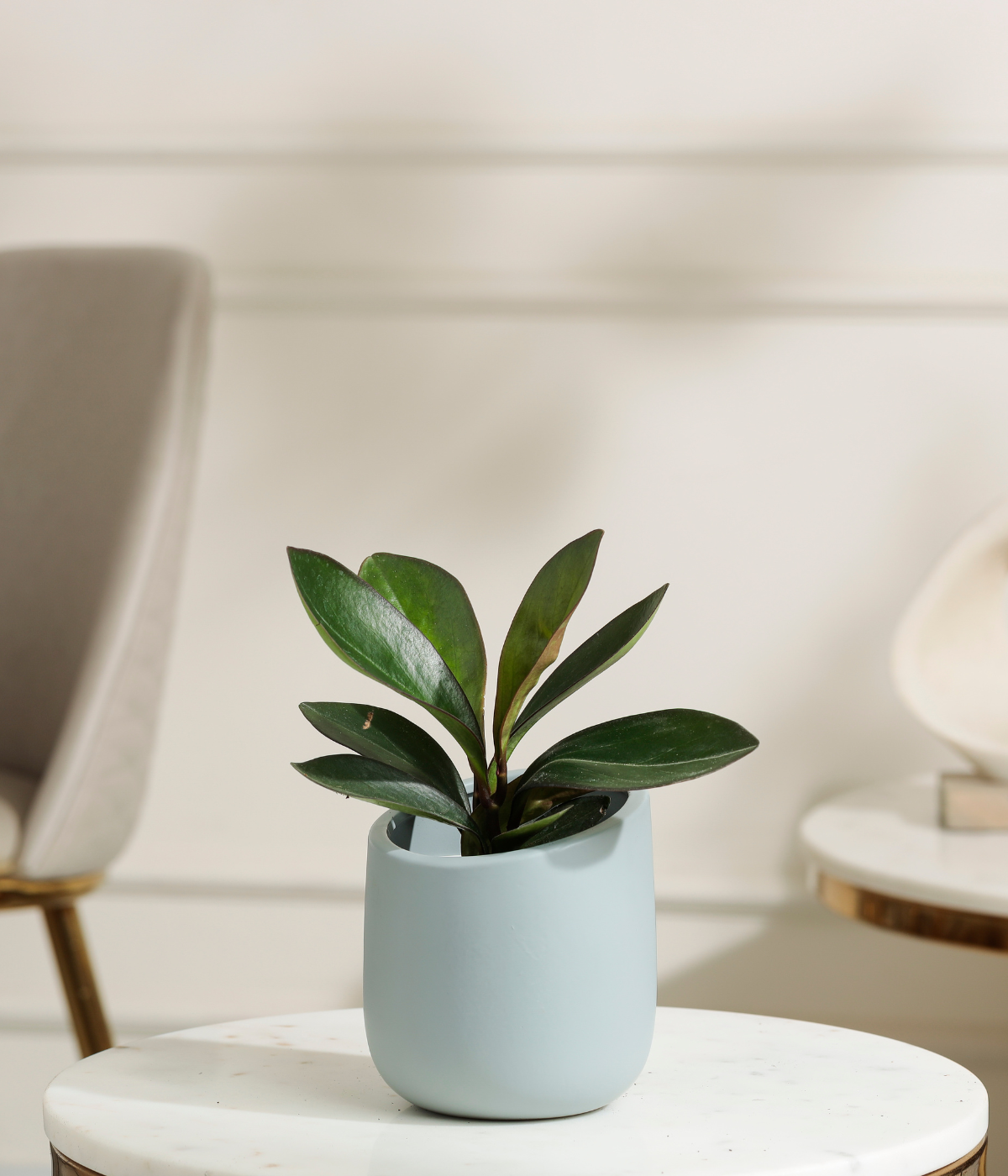 Peperomia Clusifolia