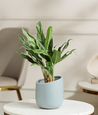 Calathea White Plant