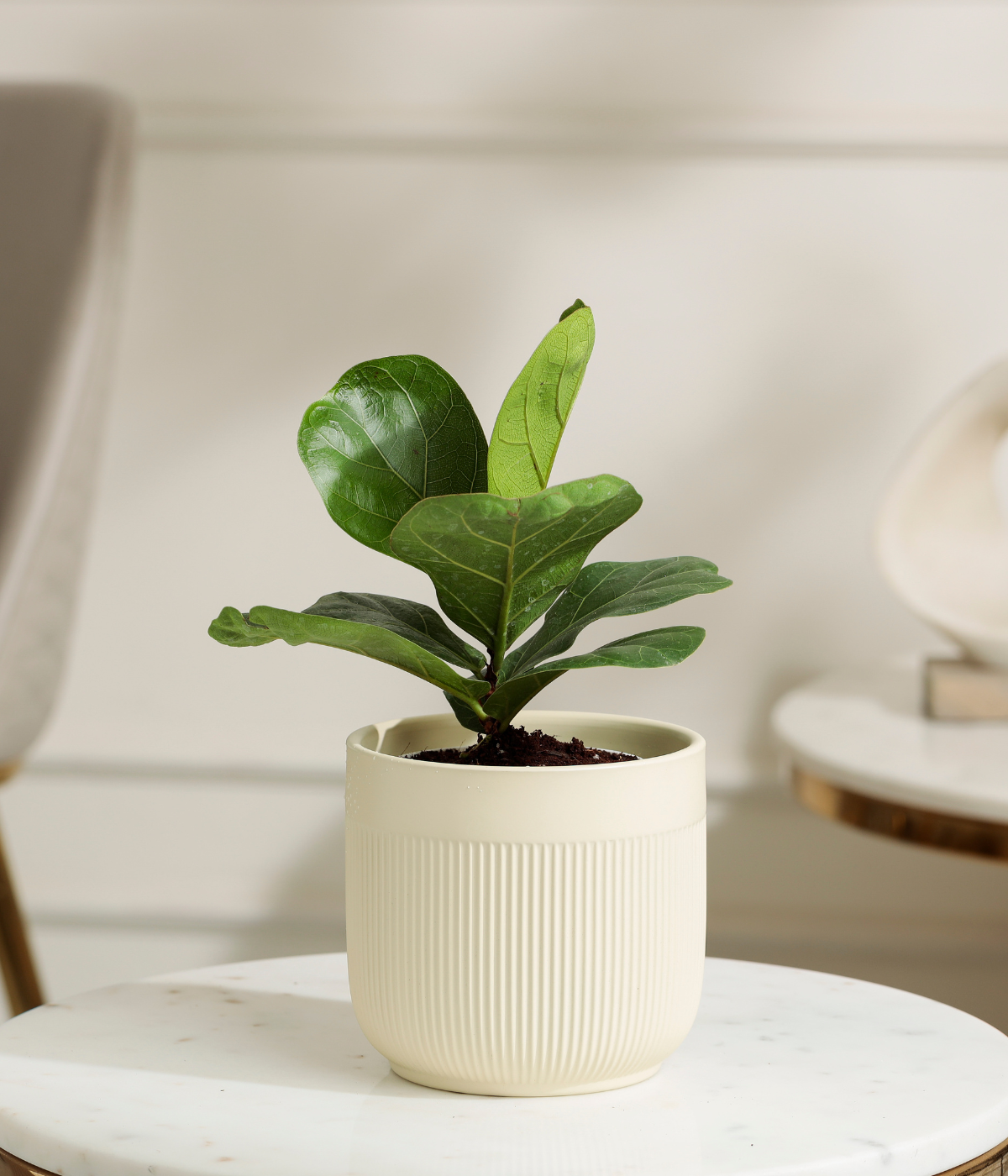 Fiddle Fig Plant