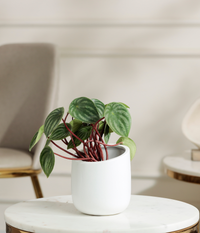 Watermelon Peperomia