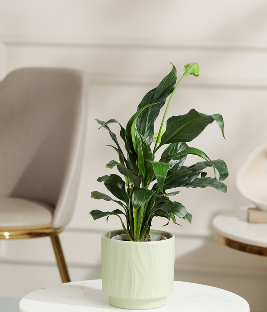 Peace Lily Plant