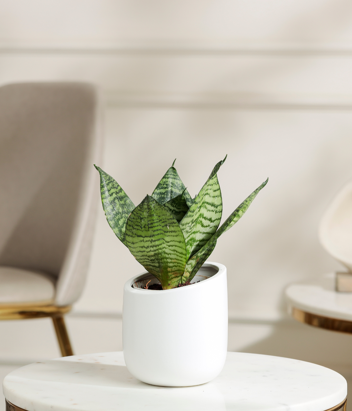 Green Lotus Snake Plant
