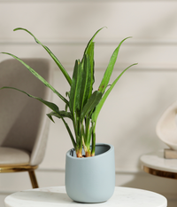 Pin Strip Birkin Plant