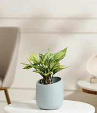 Snow White aglaonema