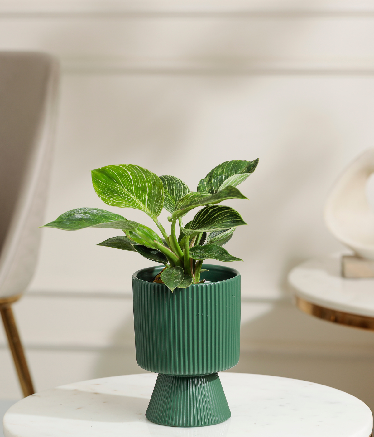 Philodendron Birkin