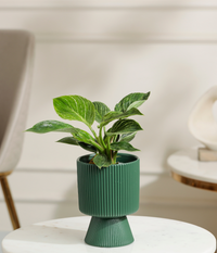 Philodendron Birkin