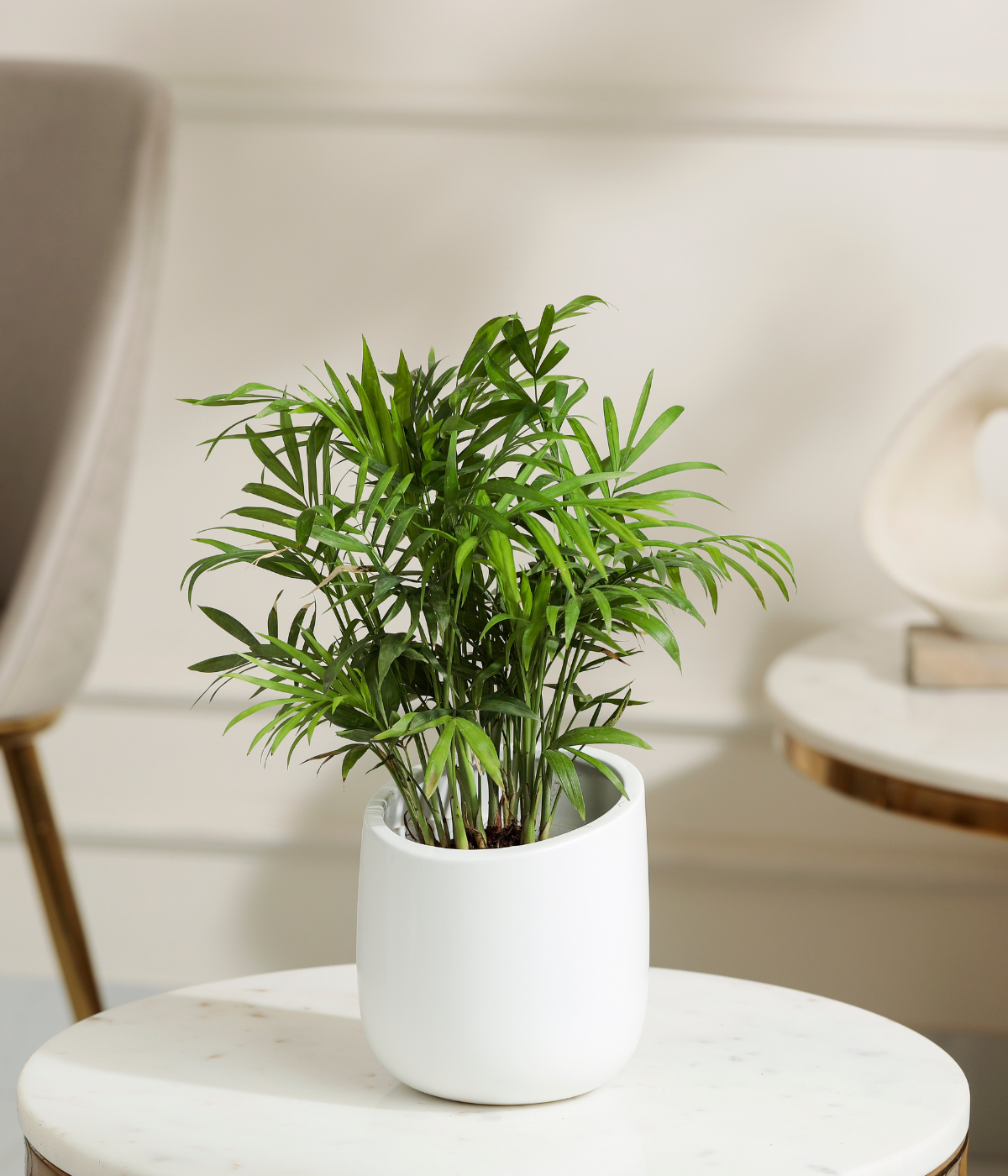 Bamboo Palm Plant