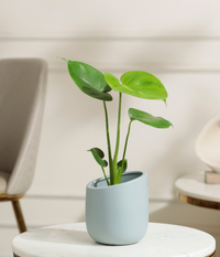 Baby Monstera