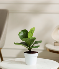 Fiddle Fig Plant