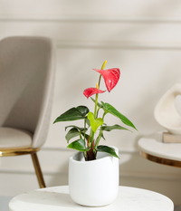 Red Anthurium Plant