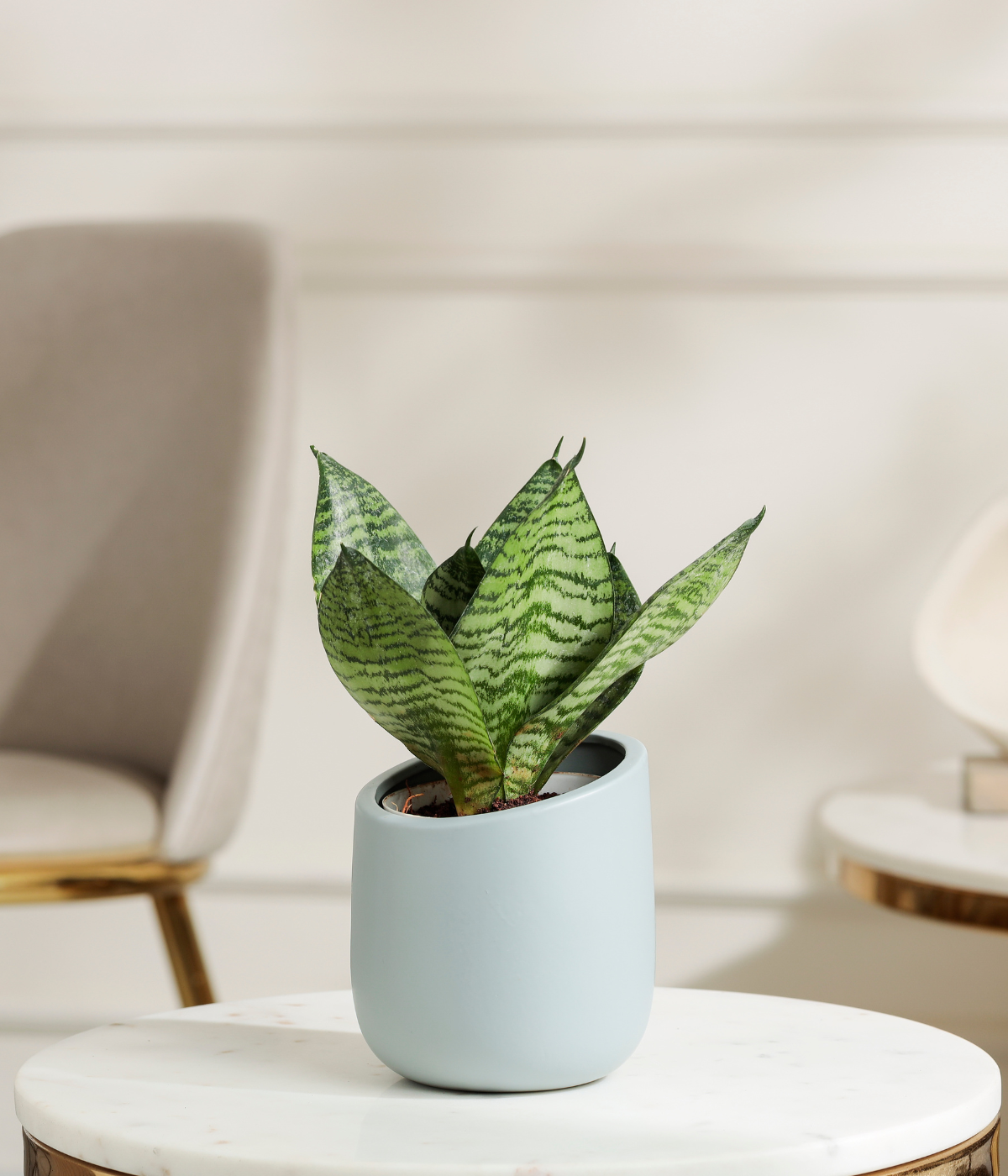 Green Lotus Snake Plant