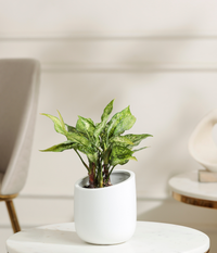 Snow White aglaonema