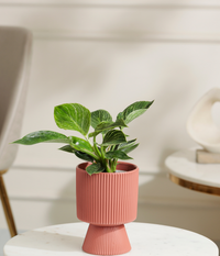 Philodendron Birkin
