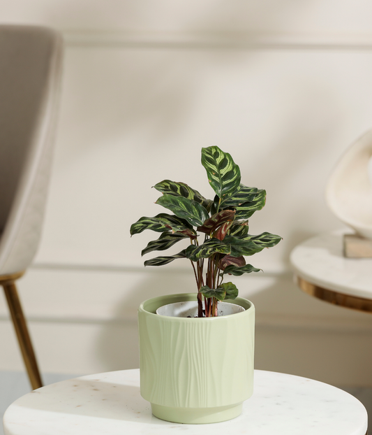 Peacock Plant