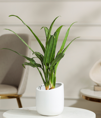 Pin Strip Birkin Plant