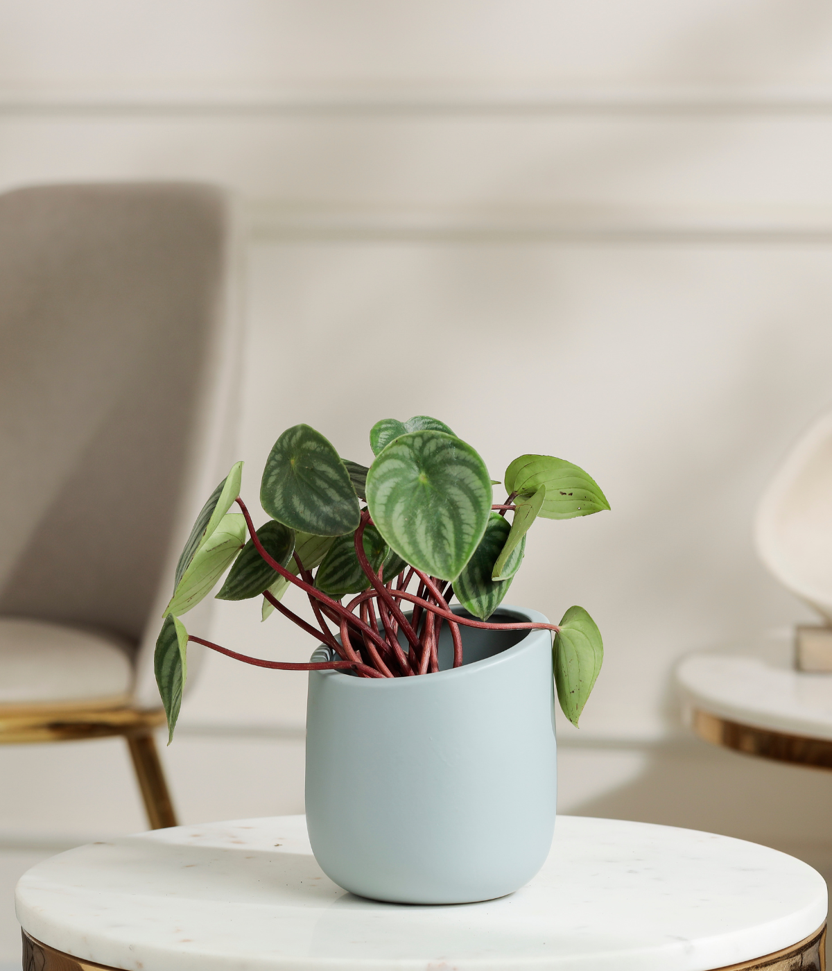 Watermelon Peperomia