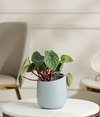 Watermelon Peperomia