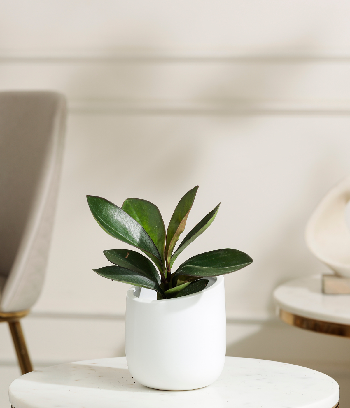 Peperomia Clusifolia