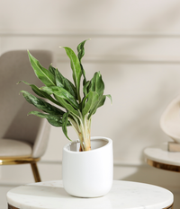 Calathea White Plant