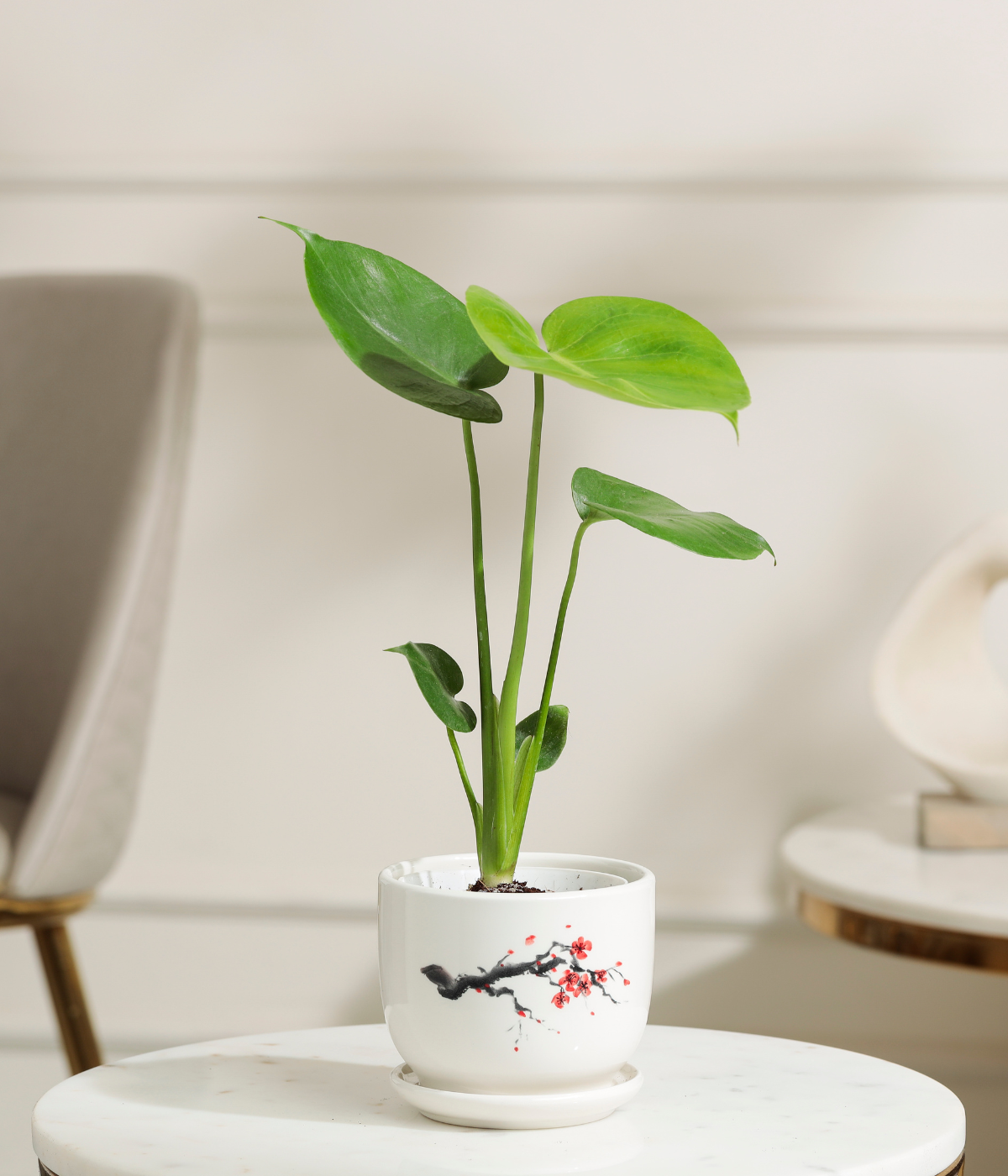 Baby Monstera