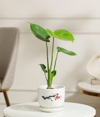 Baby Monstera