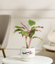 Pink Lipstick Plant