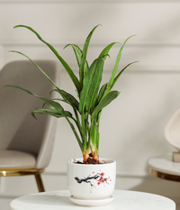 Pin Strip Birkin Plant