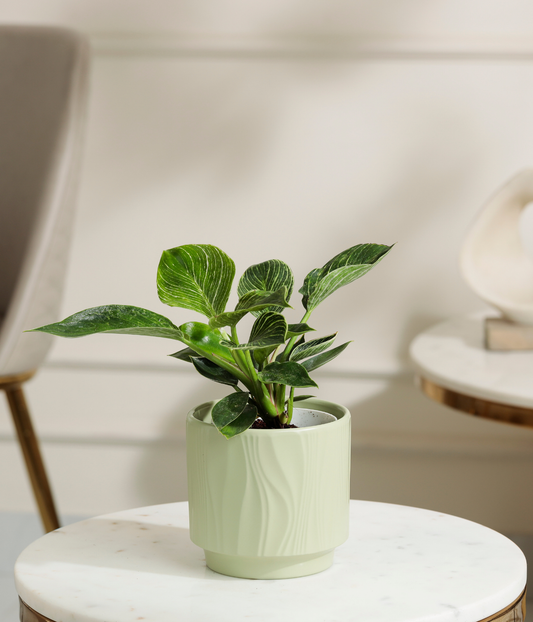 Philodendron Birkin