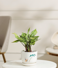 Snow White aglaonema