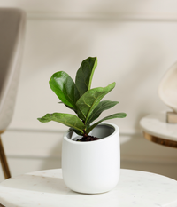 Fiddle Fig Plant