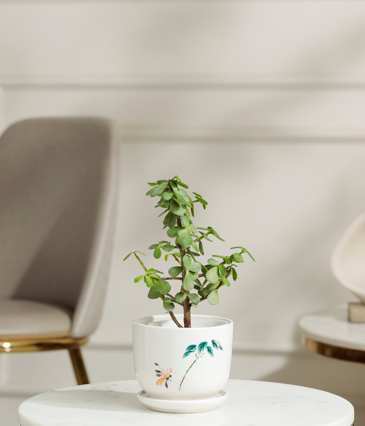 Jade Mini Plant
