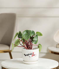 Watermelon Peperomia