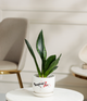 Green Snake Plant