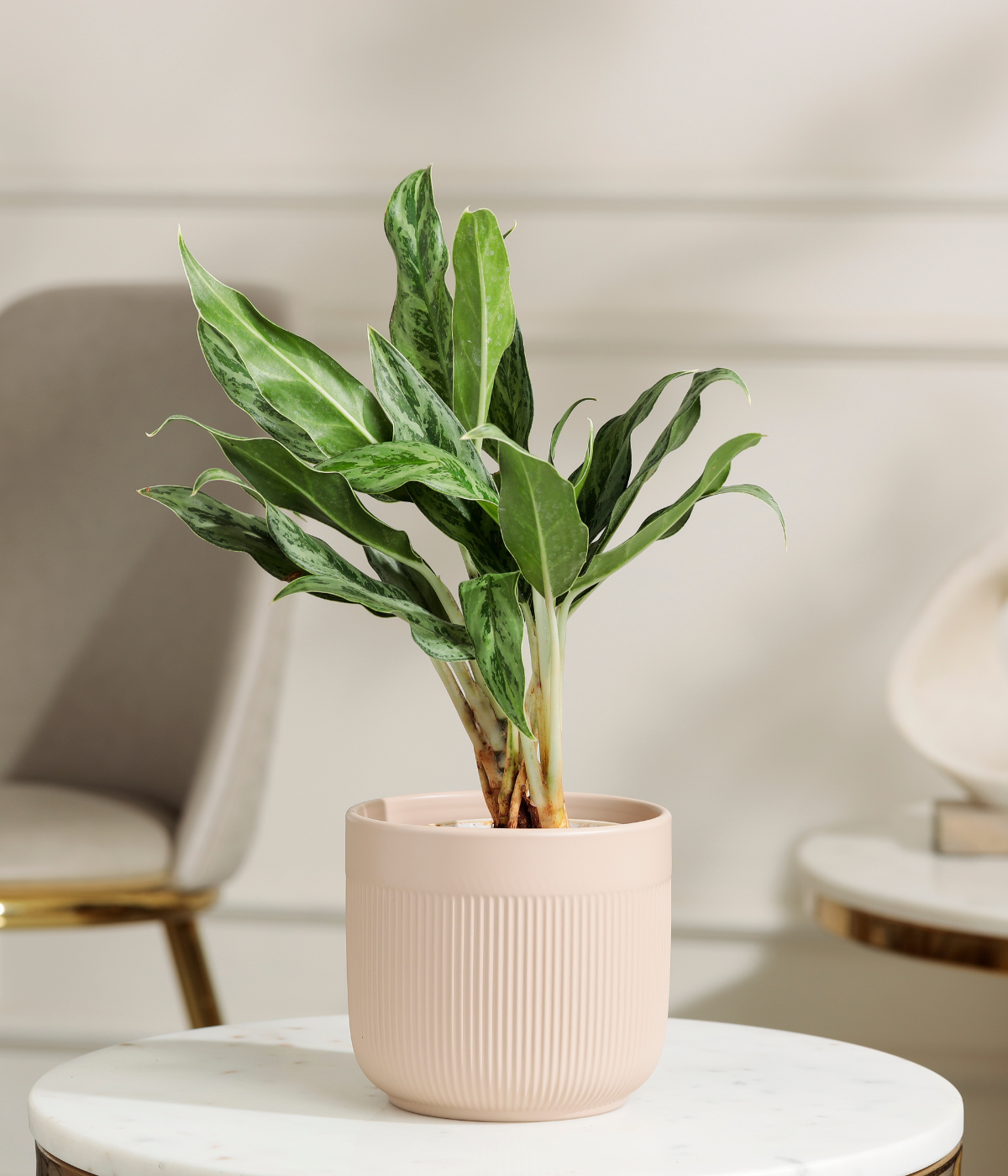 Calathea White Plant