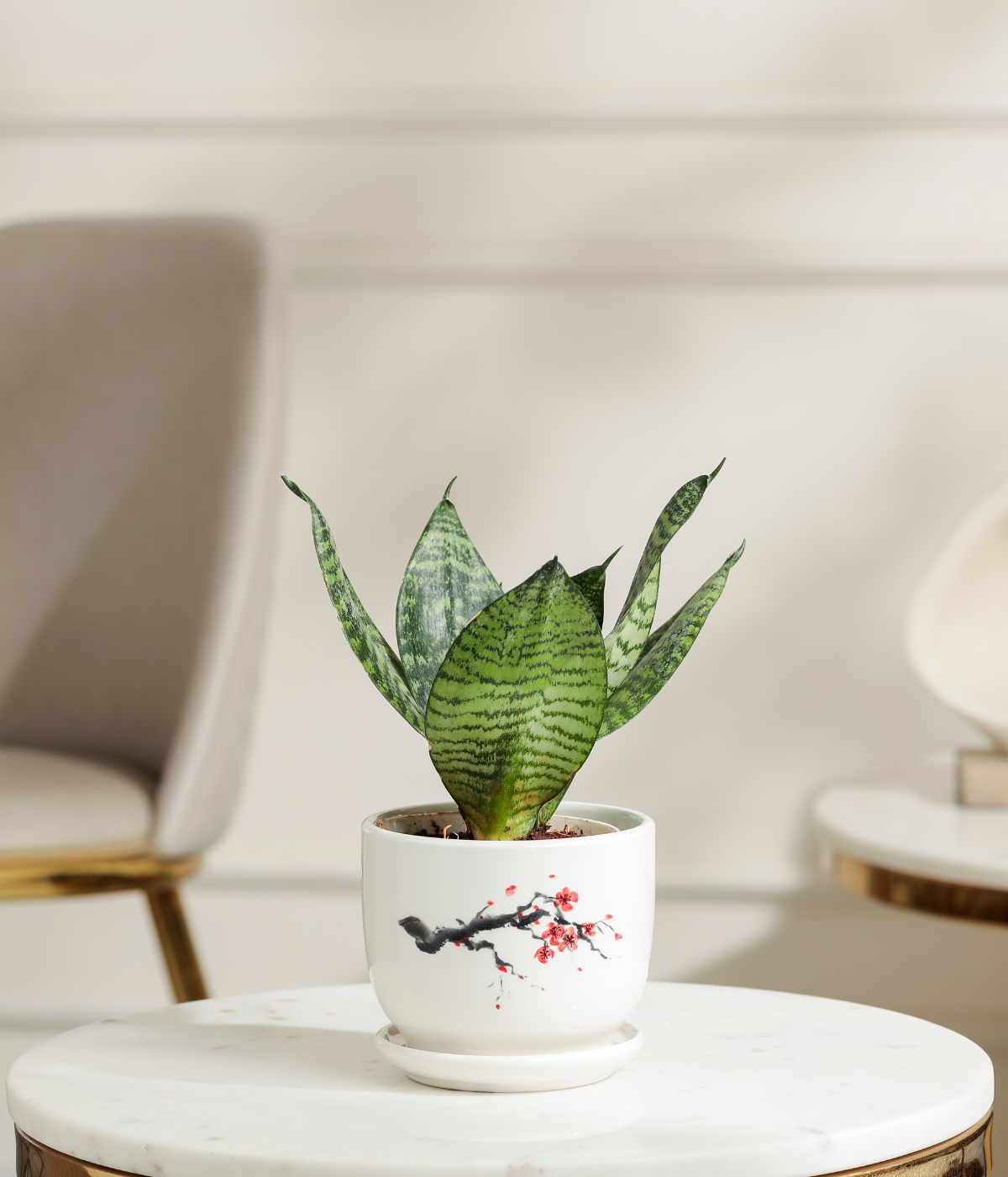 Green Lotus Snake Plant