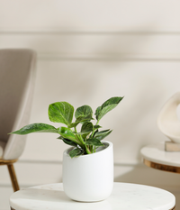Philodendron Birkin