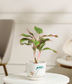 Pink Lipstick Plant