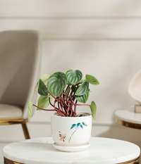 Watermelon Peperomia