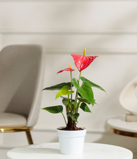Red Anthurium Plant