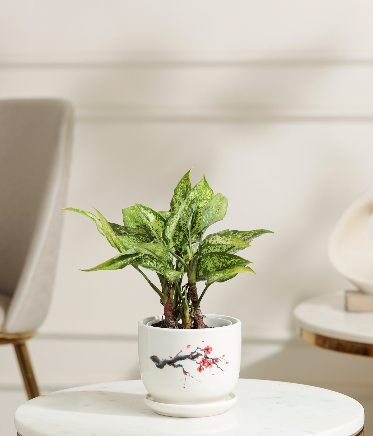 Snow White aglaonema