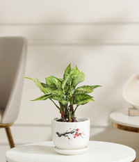 Snow White aglaonema