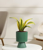 Golden Snake Plant
