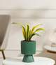 Golden Snake Plant