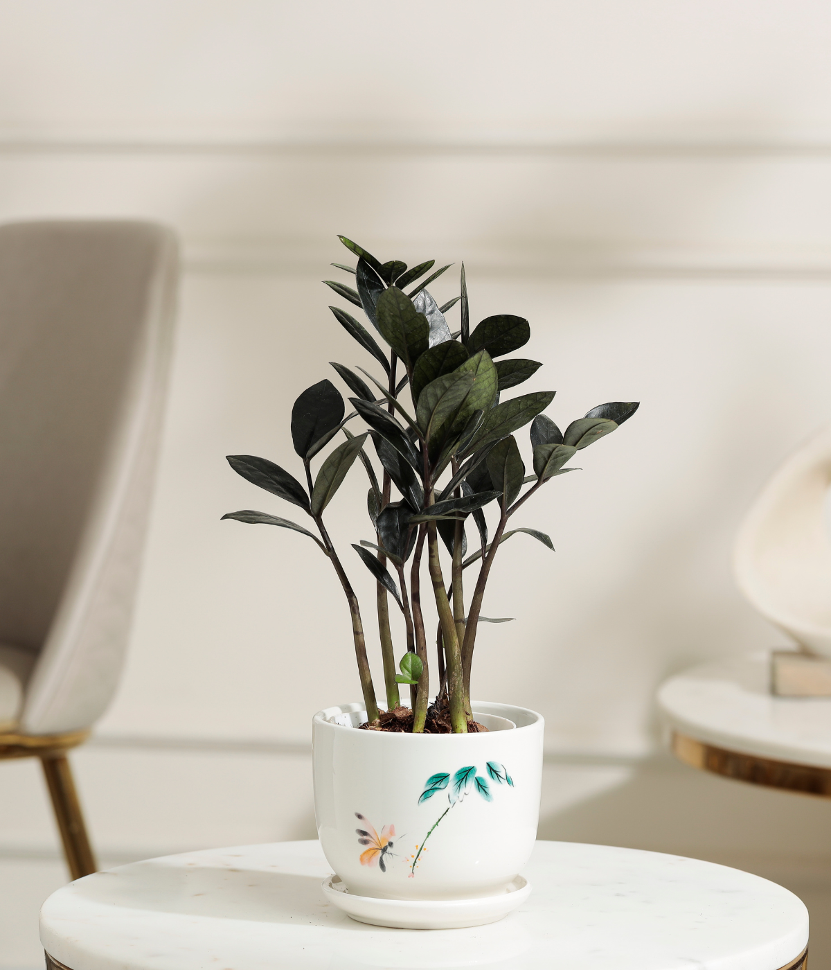 zz plant symbolism Black ZZ Plant – Tiny Trees
