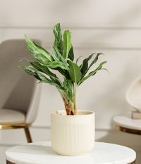 Calathea White Plant