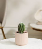 Peanut Cactus