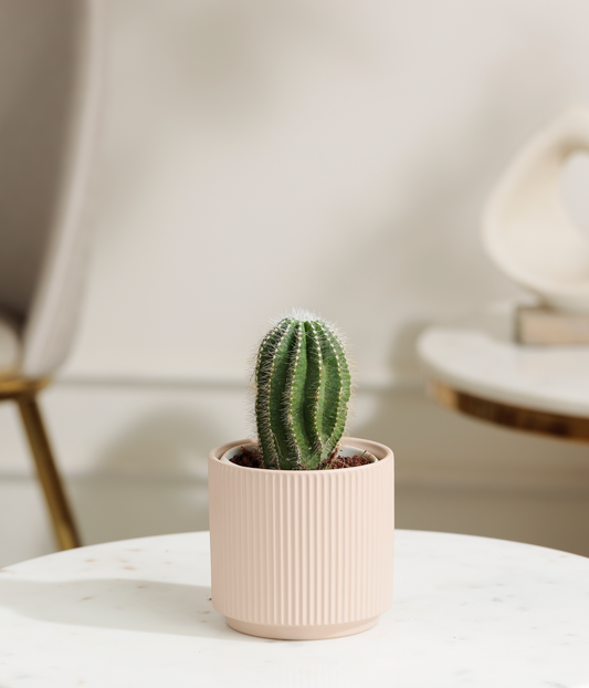 Peanut Cactus
