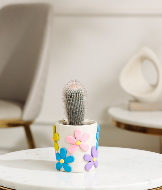 Old Man Cactus